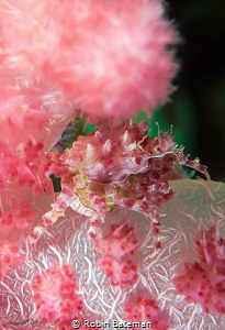 Pregnant Candy Crab hiding on the soft coral in Puerto Ga... by Robin Bateman 